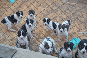 продам щенков кавказкой овчарки #752670