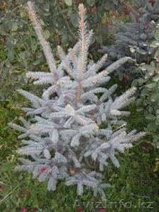 Голубые и зеленые ели #753165