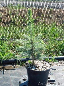 Хвойные саженцы с закрытой корневой системой #758453