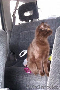 Британские плюшевые котятки! #754352