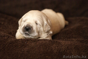 Щенки голден ретривера #758858