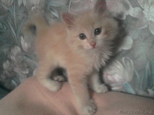 Симпатичные котята дворовой породы #749478