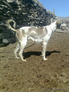 Казахский тазы. Щенки. #753296