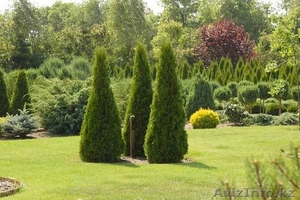 Крестьянское хозяйство предлагает  саженцы #758840