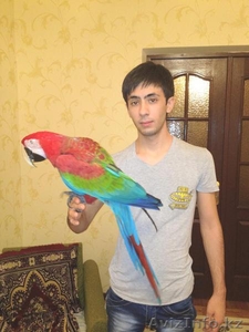 Продам Экзотических попугаев Большой ассортимент. #752835