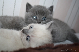 шотландский прямоухий котенок #755233