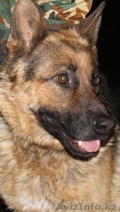 Растение животные птицы #750865