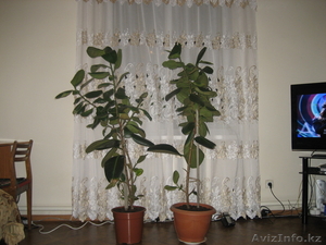 Продам фикусы не дорога #761775