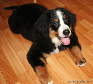 Продам щенка породы бернский зенненхунд,  мальчик #764570