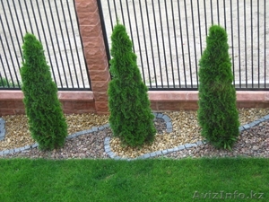 туя колоновидная Smaragd #758103