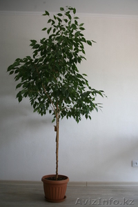 Продам Фикус Бенджамина #758408