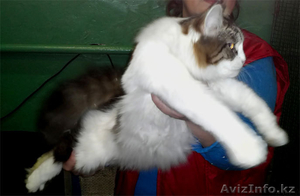 Продаются котята мейн кун! #759503