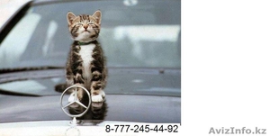 ЗооТакси  #583033