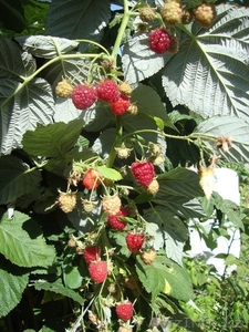 Малина Бабье лето,  смородина,  крыжовник рассада #763329