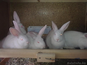 Кролики породы белый великан! #22024
