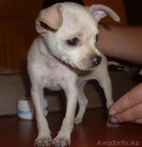 Продам Чихуахуа #760923