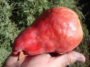 Груши каллированные,  саженцы груши #763330