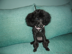 пудель карликовый #753237