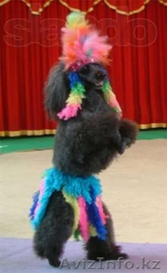 Продается малый пудель #759480