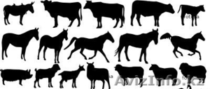 Продам на мясо бычки,  коровы,  бараны,  овцы. #749902