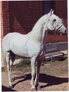 Продам жеребца. 6 лет. Орловский-рысистый,  чистопородный. #765561