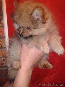 померанский шпиц #780793