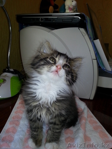 Продам котят!!! #779286