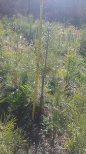 Сосны 2-х годичные 50-70 см,  500 ед.   #775090