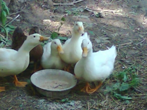 Утки,  пекинские утки,  Птицы #768134