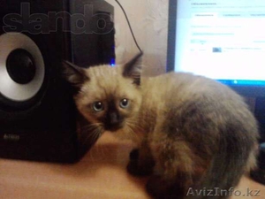 Невская-Маскарадная #769639