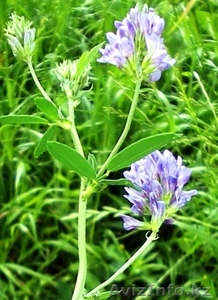 Продам люцерну сорт Шортандинская. 900 тг за 1 кг #777751