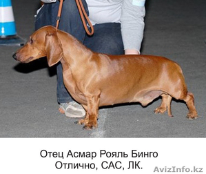 щенки таксы 4 мсяца #772368