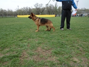  Немецкой овчарки щенки #774914