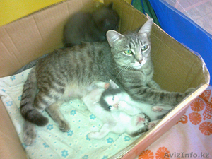 отдам котят в хорошие  руки! #767118