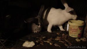 Кролики живьем и мясом. #773857