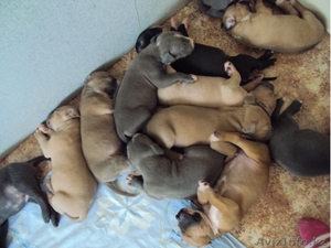 Щенки Америк-го Стаффордширского Терьера #782288