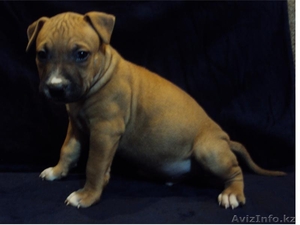 Щенки Американского Стафф-го Терьера #782677