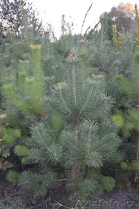 Продам саженцы. #391284