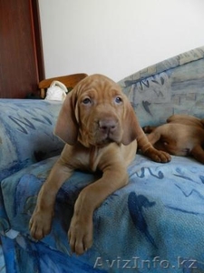 венгерская выжла (щенки) #780727