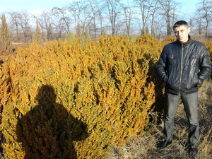 Саженцы  #93544