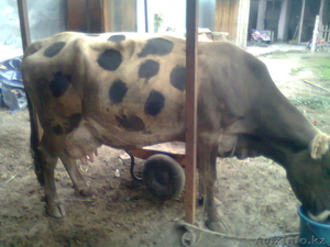 продам высокодойную корову #777822