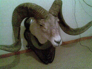 Рога Архара вместе с головой #770520