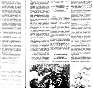 Продам саженцы фундука,  батата,  лимона Мейера #696136