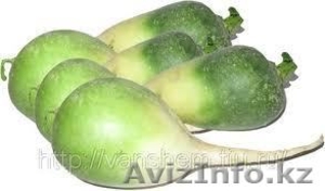 Продам редьку 