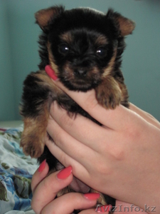 Йоркшир милый мальчик #773486