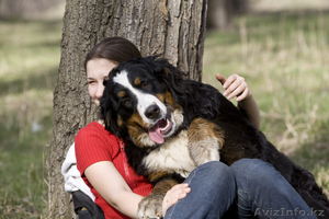 Продам элитных щенков Бернского зенненхунда,  мальчика,  4 месяца,  привитый #777439