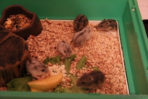 Джунгарские хомячки #772520