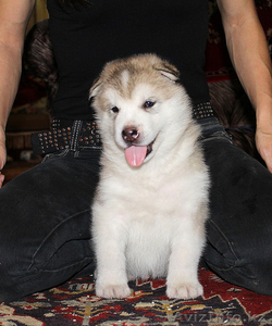 Чудесные щенки маламута #780873