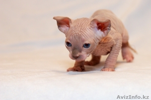 Продаю котят породы Канадский сфинкс #776788