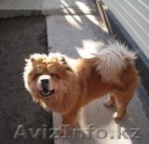 потерялась собака породы чау-чау #780307